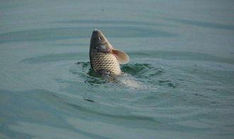 浮钓鲤鱼视频,视频教学助你轻松捕捞