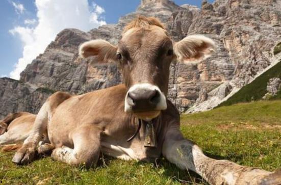 牛人精彩视频,揭秘高手背后的故事与技巧